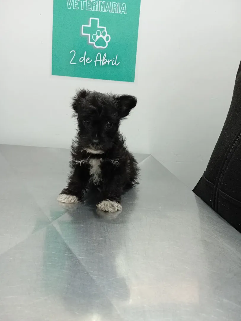 Cachorro negro sentado en la camilla, con el cartel verde de la Veterinaria 2 de Abril en la pared