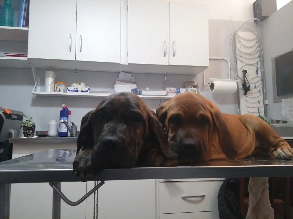 Dos perros grandes de orejas largas apoyados en la camilla de acero