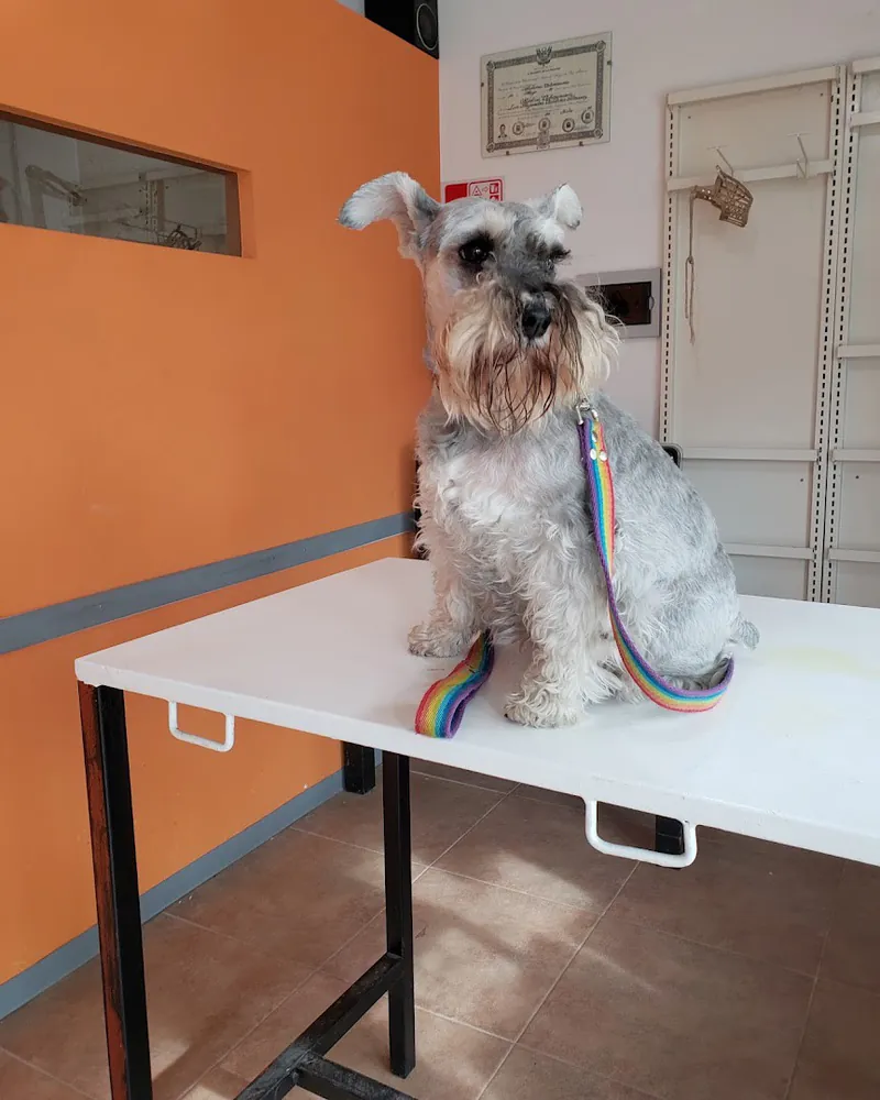 Schnauzer gris sentado en la camilla del consultorio, con correa de colores